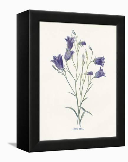 Hare-Bell-Gwendolyn Babbitt-Framed Stretched Canvas