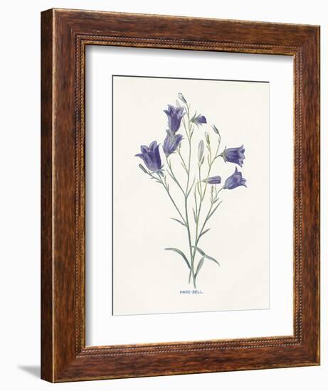 Hare-Bell-Gwendolyn Babbitt-Framed Art Print