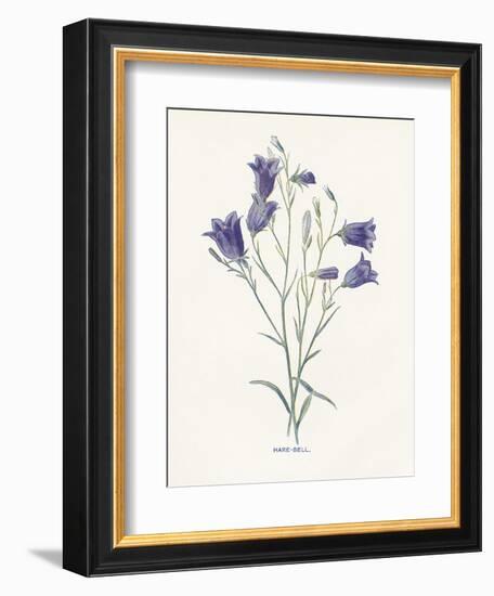 Hare-Bell-Gwendolyn Babbitt-Framed Art Print