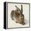 Hare-Hase. Watercolour.-Albrecht Dürer-Framed Premier Image Canvas
