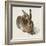 Hare-Hase. Watercolour.-Albrecht Dürer-Framed Giclee Print