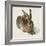 Hare-Hase. Watercolour.-Albrecht Dürer-Framed Giclee Print