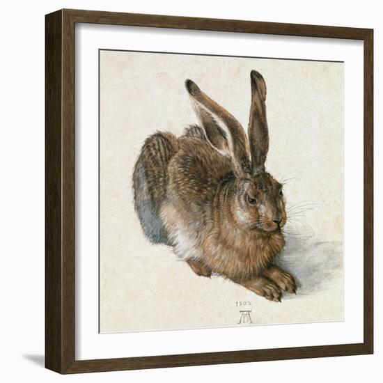 Hare-Hase. Watercolour.-Albrecht Dürer-Framed Giclee Print