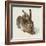 Hare-Hase. Watercolour.-Albrecht Dürer-Framed Giclee Print