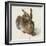 Hare-Hase. Watercolour.-Albrecht Dürer-Framed Giclee Print