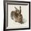 Hare-Hase. Watercolour.-Albrecht Dürer-Framed Giclee Print