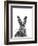 Hare-null-Framed Giclee Print