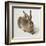 Hare-Albrecht Dürer-Framed Art Print