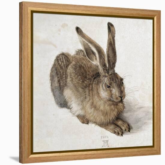 Hare-Albrecht Dürer-Framed Stretched Canvas