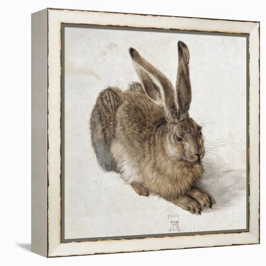 Hare-Albrecht Dürer-Framed Stretched Canvas