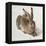 Hare-Albrecht Dürer-Framed Stretched Canvas