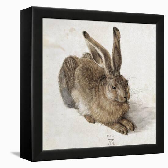 Hare-Albrecht Dürer-Framed Stretched Canvas