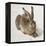 Hare-Albrecht Dürer-Framed Stretched Canvas