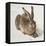 Hare-Albrecht Dürer-Framed Stretched Canvas