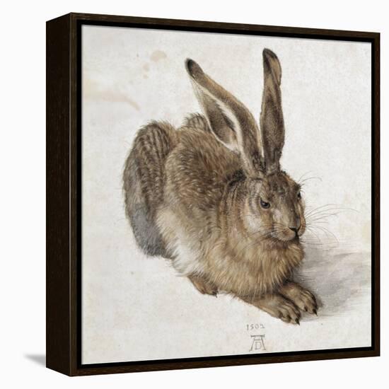 Hare-Albrecht Dürer-Framed Stretched Canvas