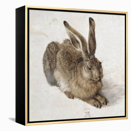 Hare-Albrecht Dürer-Framed Stretched Canvas