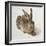 Hare-Albrecht Dürer-Framed Premium Giclee Print