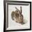 Hare-Albrecht Dürer-Framed Art Print