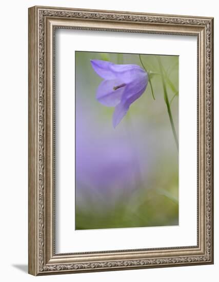 Harebell, Campanula Rotundifolia, Close-Up-Andreas Keil-Framed Photographic Print