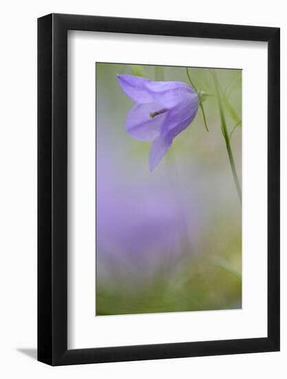 Harebell, Campanula Rotundifolia, Close-Up-Andreas Keil-Framed Photographic Print