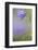 Harebell, Campanula Rotundifolia, Close-Up-Andreas Keil-Framed Photographic Print