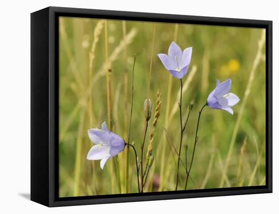 Harebell (Campanula Rotundifolia) Flowering in Chalk Grassland Meadow, Wiltshire, England, UK-Nick Upton-Framed Premier Image Canvas