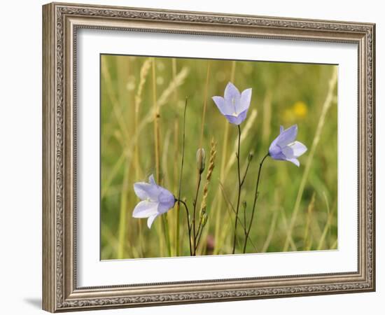 Harebell (Campanula Rotundifolia) Flowering in Chalk Grassland Meadow, Wiltshire, England, UK-Nick Upton-Framed Photographic Print