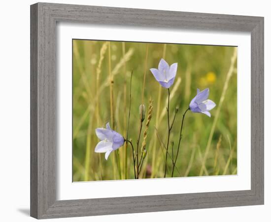 Harebell (Campanula Rotundifolia) Flowering in Chalk Grassland Meadow, Wiltshire, England, UK-Nick Upton-Framed Photographic Print