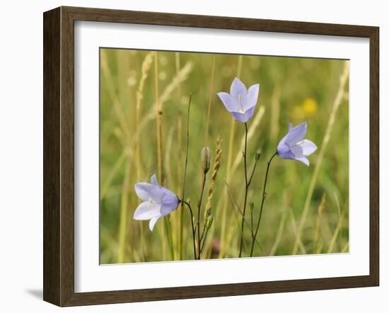 Harebell (Campanula Rotundifolia) Flowering in Chalk Grassland Meadow, Wiltshire, England, UK-Nick Upton-Framed Photographic Print