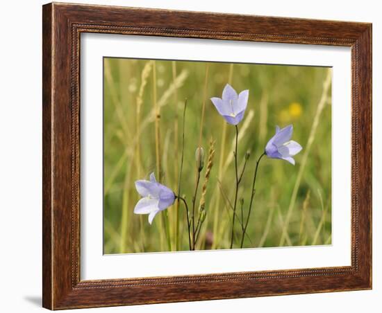 Harebell (Campanula Rotundifolia) Flowering in Chalk Grassland Meadow, Wiltshire, England, UK-Nick Upton-Framed Photographic Print