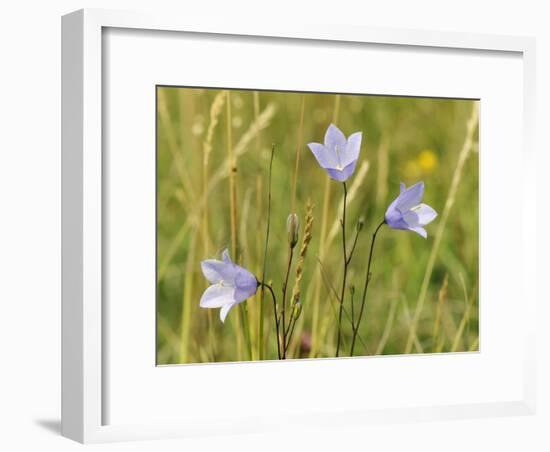 Harebell (Campanula Rotundifolia) Flowering in Chalk Grassland Meadow, Wiltshire, England, UK-Nick Upton-Framed Photographic Print