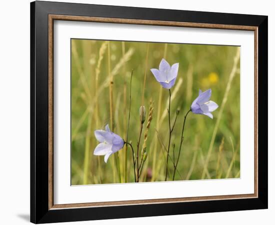 Harebell (Campanula Rotundifolia) Flowering in Chalk Grassland Meadow, Wiltshire, England, UK-Nick Upton-Framed Photographic Print