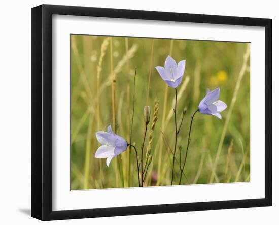 Harebell (Campanula Rotundifolia) Flowering in Chalk Grassland Meadow, Wiltshire, England, UK-Nick Upton-Framed Photographic Print