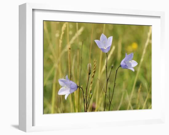 Harebell (Campanula Rotundifolia) Flowering in Chalk Grassland Meadow, Wiltshire, England, UK-Nick Upton-Framed Photographic Print