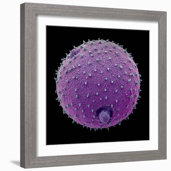 Harebell pollen grain, false-coloured SEM, 0.025mm across-Alex Hyde-Framed Photographic Print