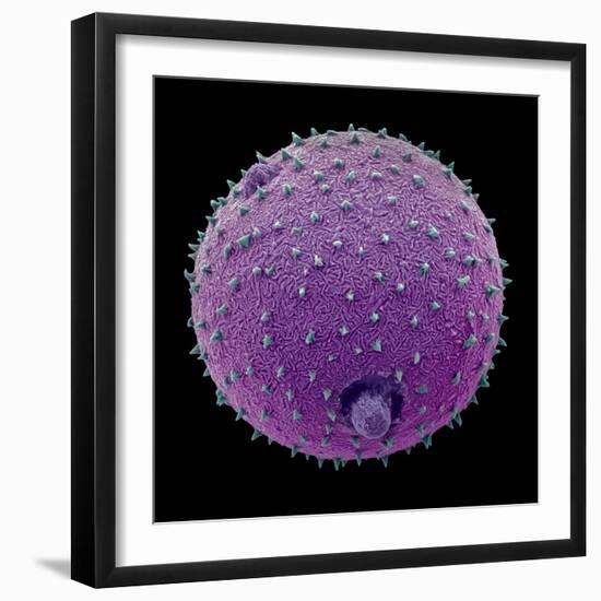 Harebell pollen grain, false-coloured SEM, 0.025mm across-Alex Hyde-Framed Photographic Print