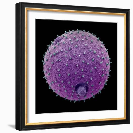 Harebell pollen grain, false-coloured SEM, 0.025mm across-Alex Hyde-Framed Photographic Print