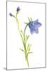 Harebells I-Sandra Jacobs-Mounted Giclee Print