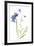 Harebells II-Sandra Jacobs-Framed Giclee Print