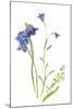 Harebells II-Sandra Jacobs-Mounted Giclee Print