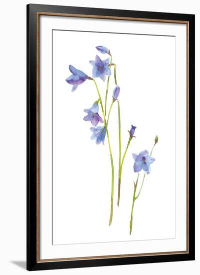 Harebells III-Sandra Jacobs-Framed Giclee Print