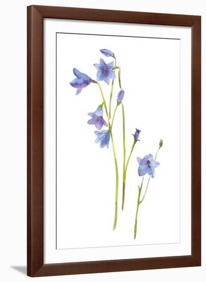 Harebells III-Sandra Jacobs-Framed Giclee Print