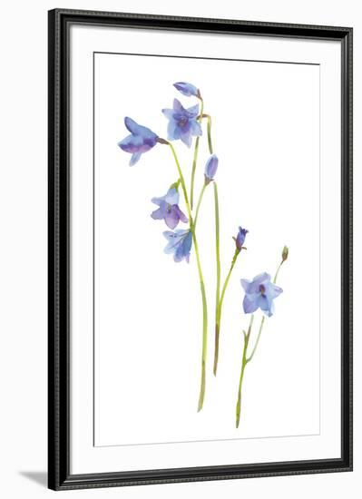 Harebells III-Sandra Jacobs-Framed Giclee Print