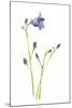 Harebells IV-Sandra Jacobs-Mounted Giclee Print