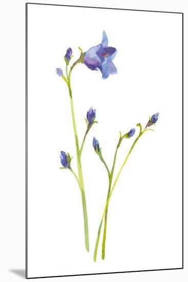 Harebells IV-Sandra Jacobs-Mounted Giclee Print