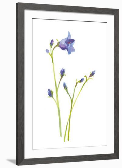 Harebells IV-Sandra Jacobs-Framed Giclee Print