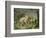 Hares and Leverets in a Rocky Lair-Johann Wenzel Peter-Framed Giclee Print