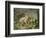 Hares and Leverets in a Rocky Lair-Johann Wenzel Peter-Framed Giclee Print