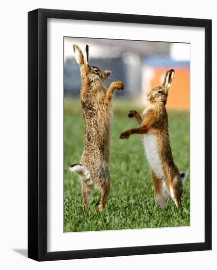 Hares Fight on a Field Near Frankfurt-null-Framed Photographic Print