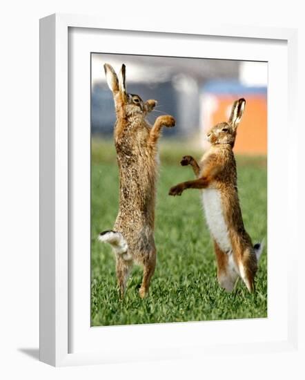 Hares Fight on a Field Near Frankfurt-null-Framed Photographic Print